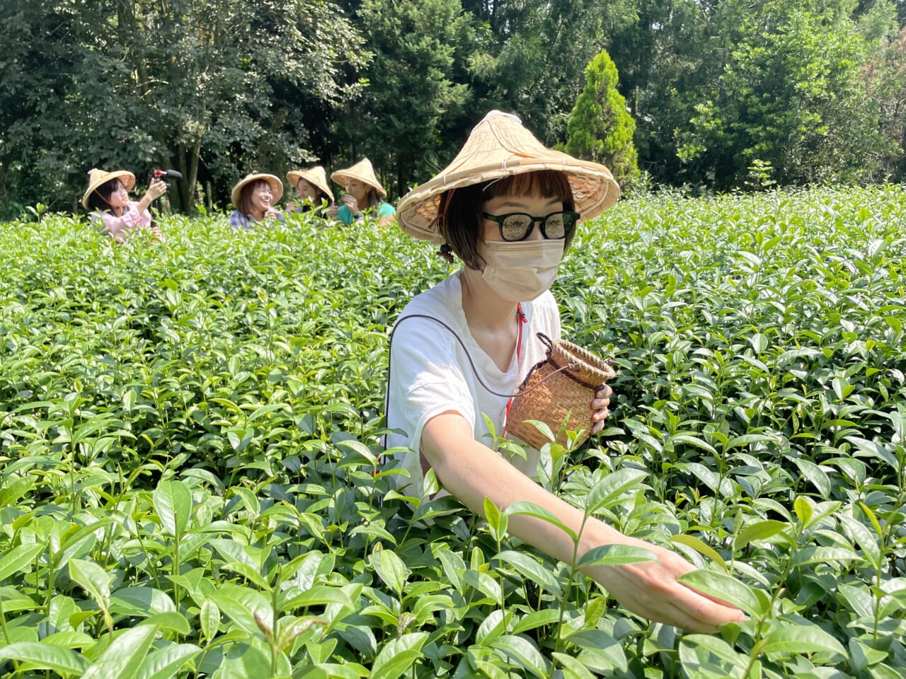 茶葉は「金萱茶」という台湾で生まれたミルキーな香りのお茶。ちょうどいま私が気に入ってるお茶も、金萱茶を紅茶のように重発酵させたものだったので、親近感が溢れ出し、張り切って三角帽子を被る。東龍製茶の若夫婦が始めた、山中茶學の体験コースです。