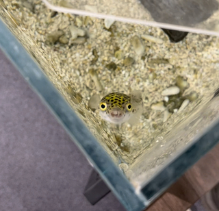 ▲ほぼ日のフグさん