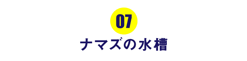 第７回 ナマズの水槽