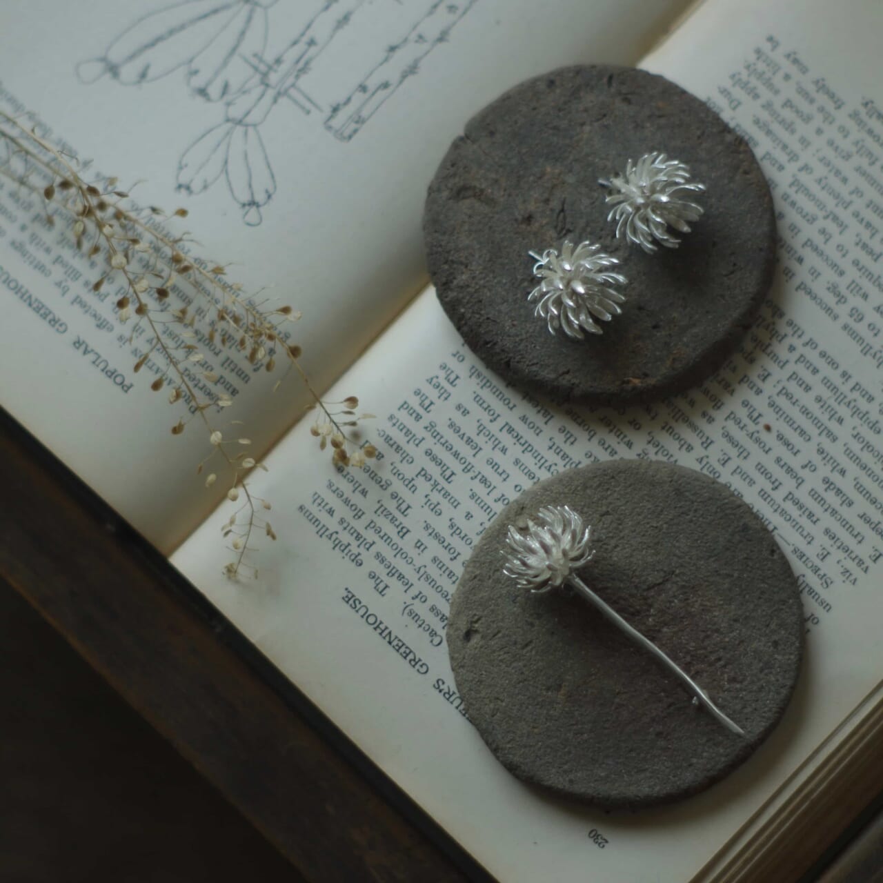 △シロツメクサ