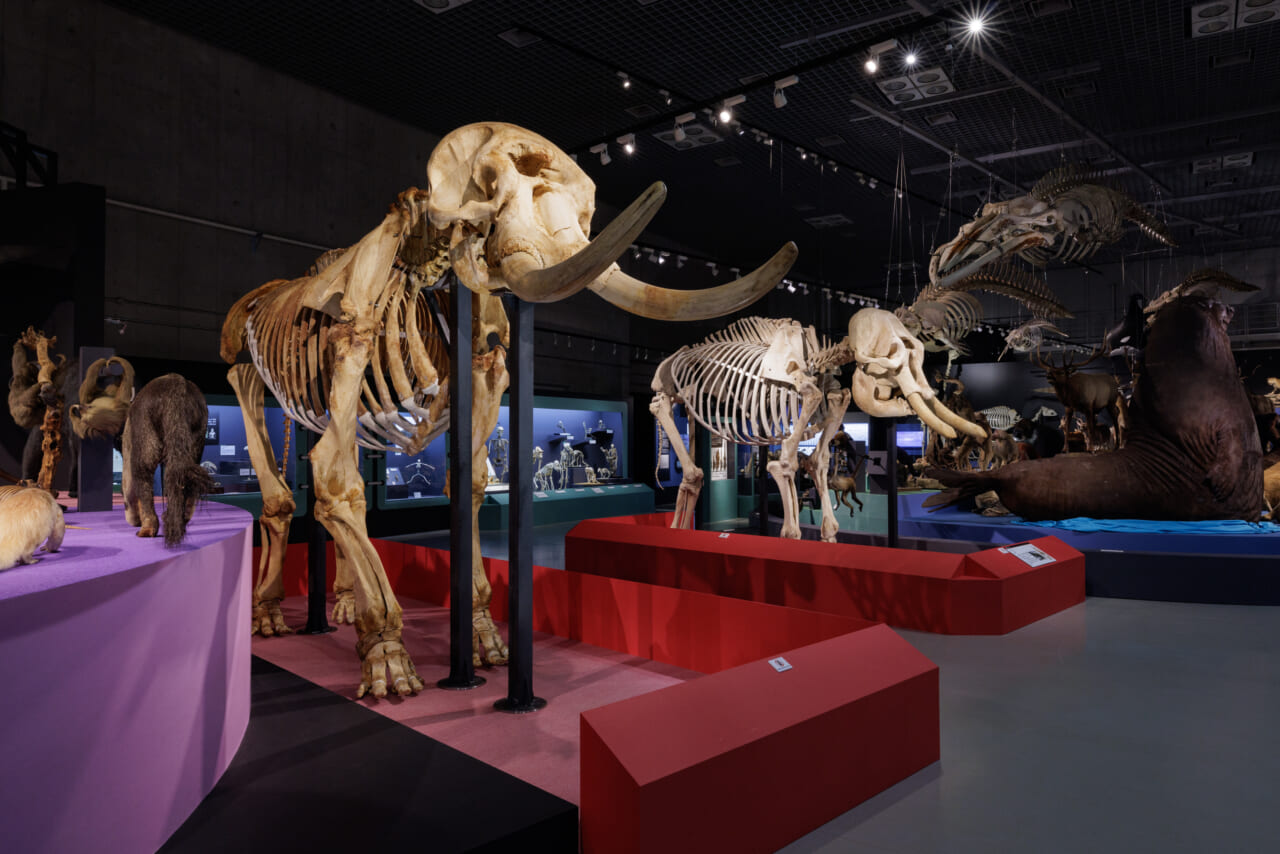 アフリカゾウの全身交連骨格の展示風景（撮影：山本倫子）