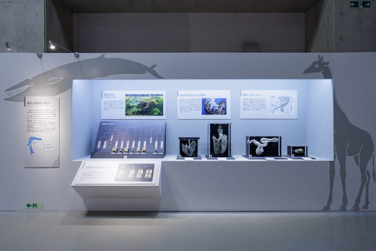 鯨目と偶蹄目の統合についての展示風景（撮影：山本倫子）