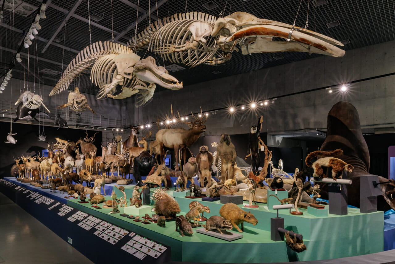 「哺乳類大行進」の展示風景（撮影：山本倫子）