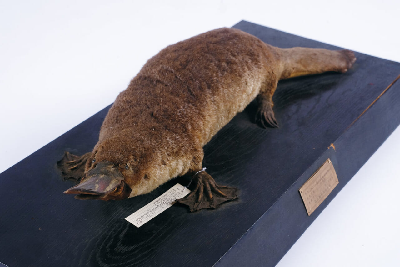 カモノハシの剥製標本（国立科学博物館所蔵）