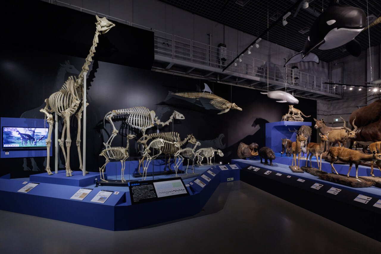 鯨偶蹄目の展示風景（撮影：山本倫子）