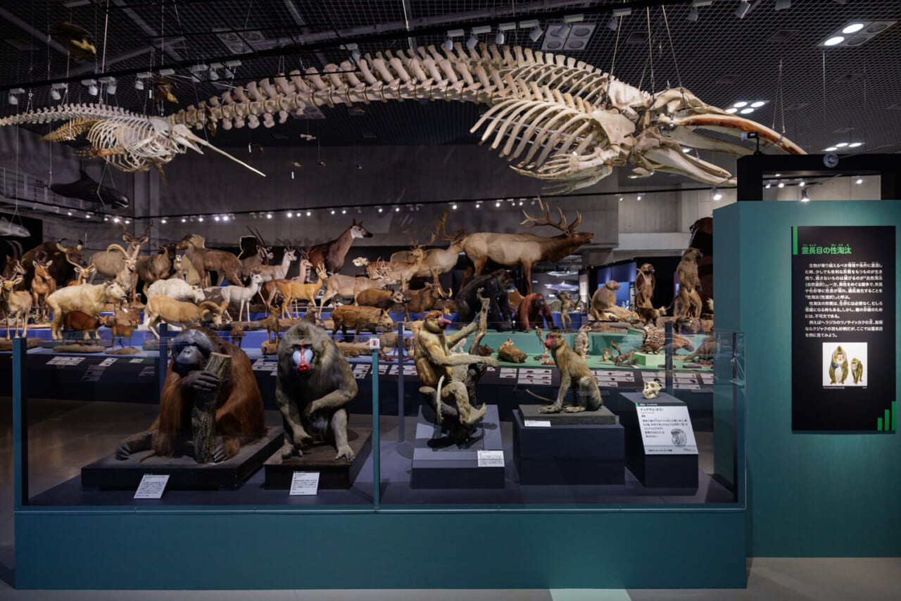 霊長目の性淘汰についての展示風景（撮影：山本倫子）