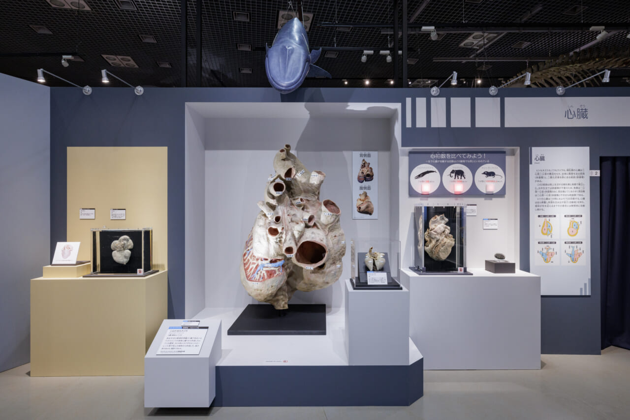 シロナガスクジラの心臓の実物大レプリカの展示風景（撮影：山本倫子）