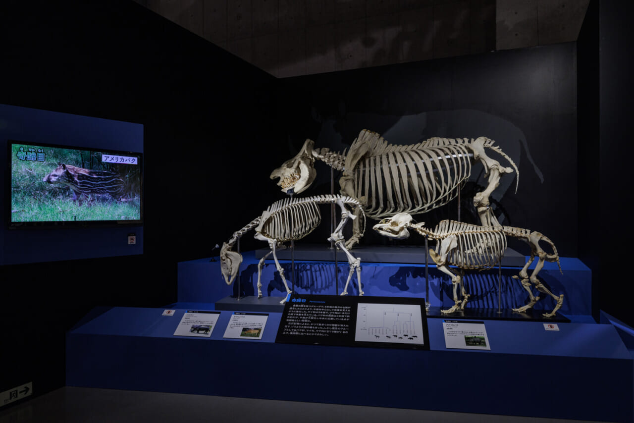 奇蹄目の展示風景（撮影：山本倫子）