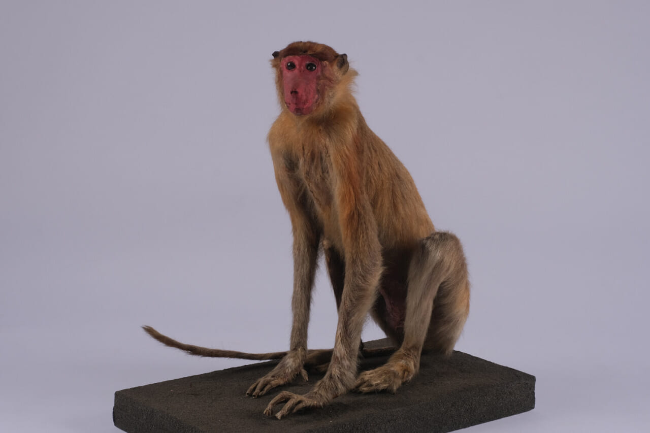 テングザル（メス）の剥製標本（国立科学博物館所蔵）