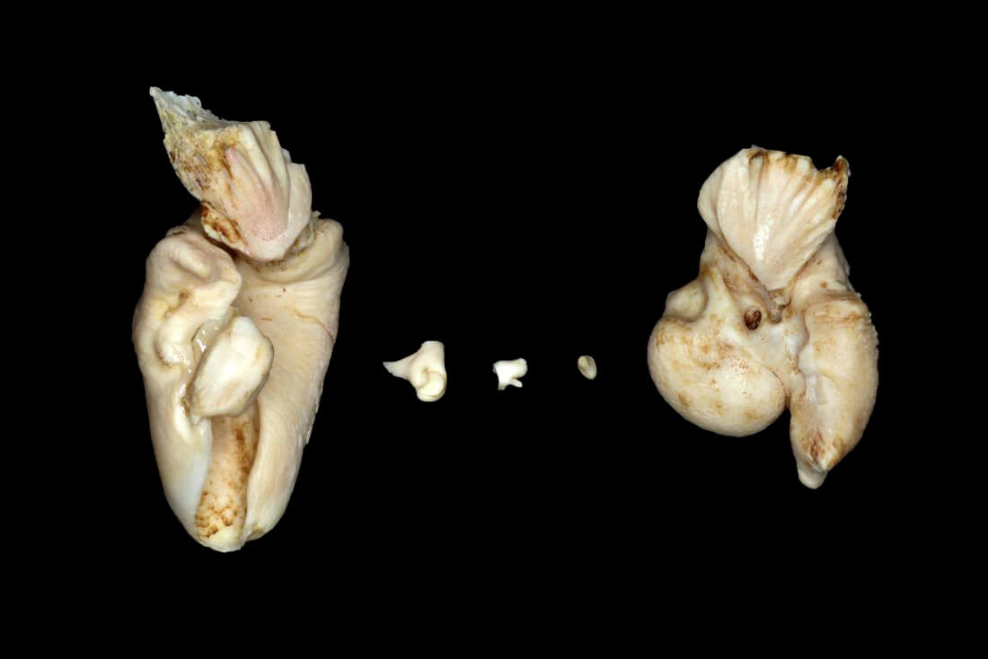 ハンドウイルカの耳骨と耳小骨（国立科学博物館所蔵）
