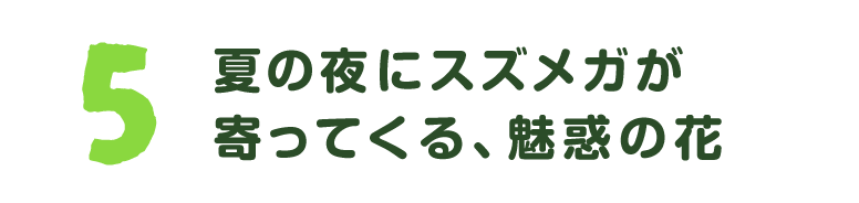 第５回　夏の夜にススメガが寄ってくる、魅惑の花