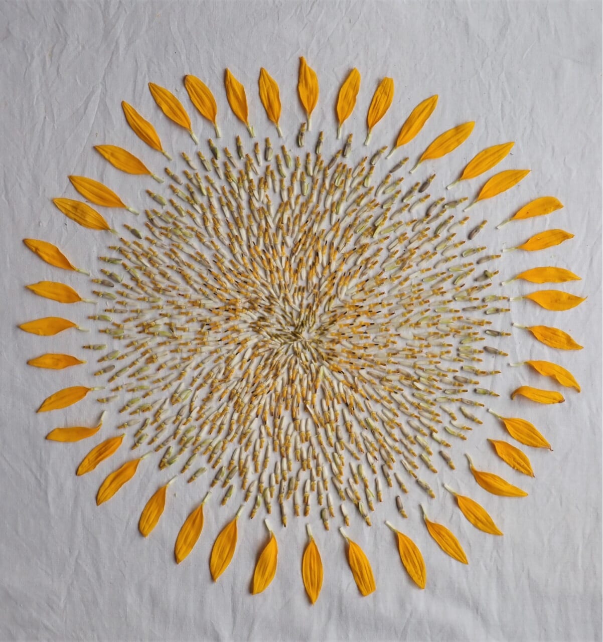 外側の花（舌状花）：42個　内側の花（筒状花）：750個