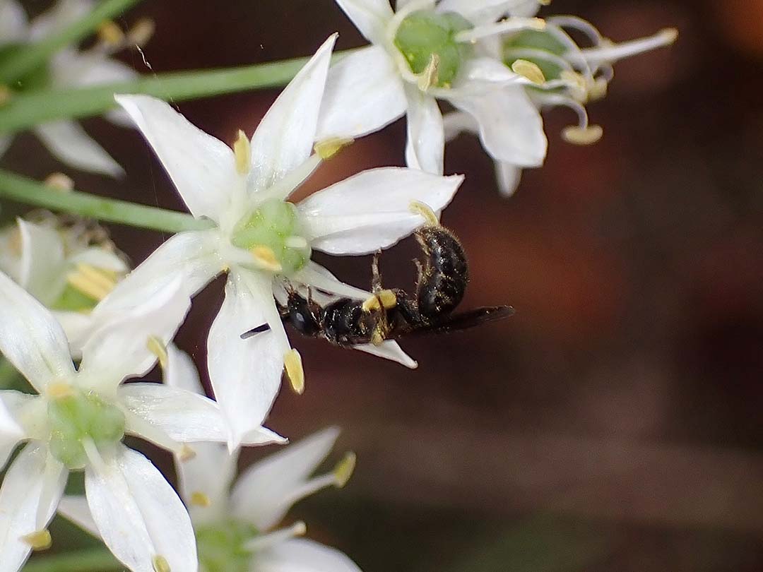 ニラの花と蜂。