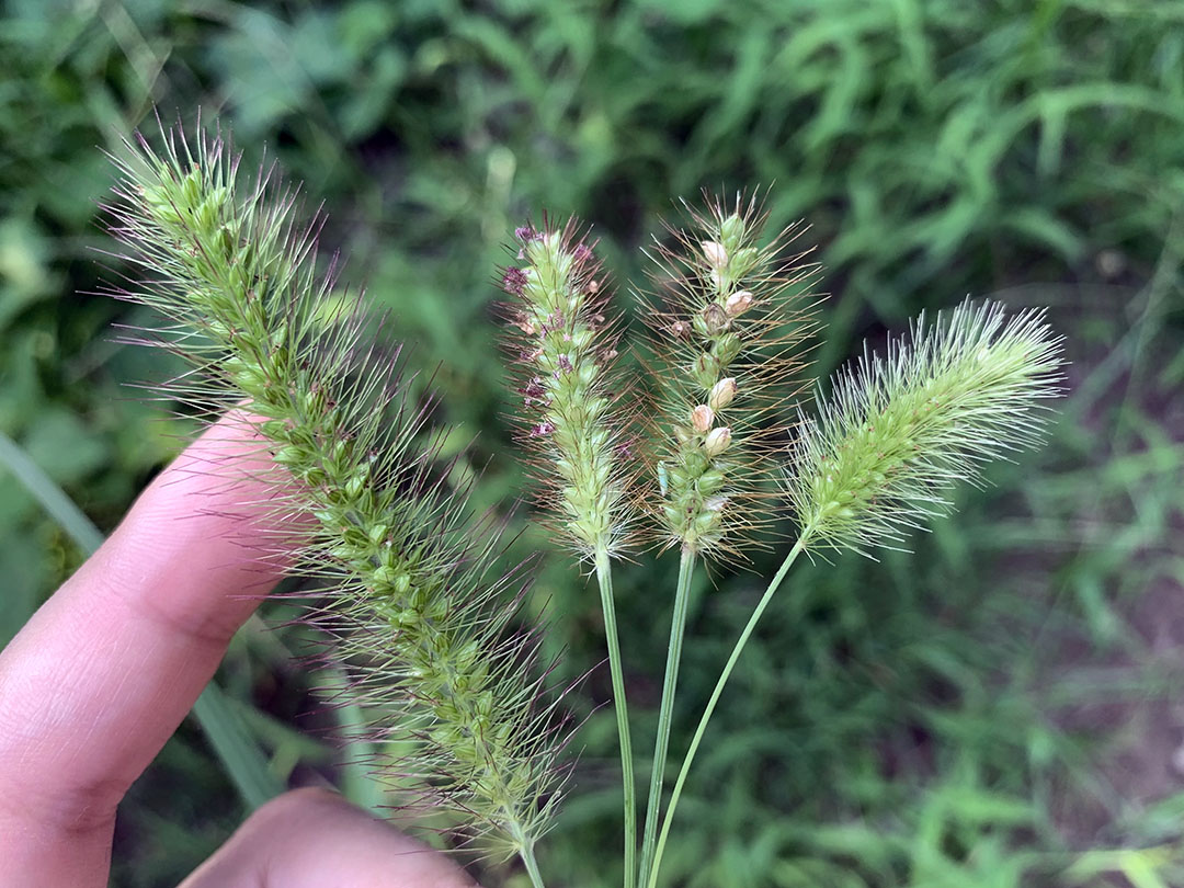 エノコログサ（一番右）とそのなかま。