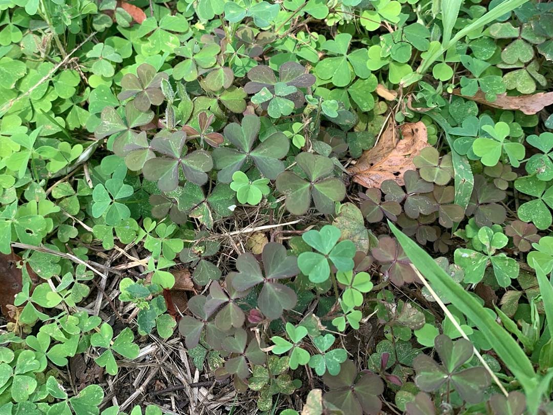 ウスアカカタバミ（中央）。