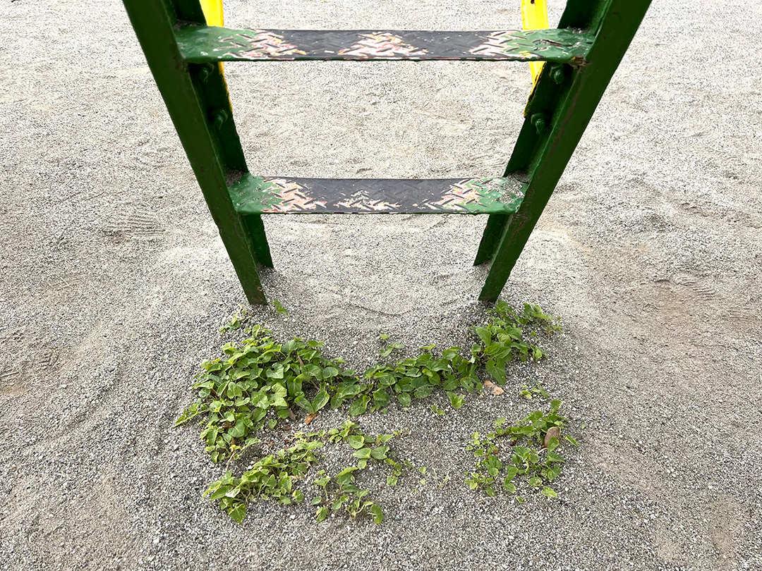 踏まれにくいすべり台の内側で育つスミレのなかま。