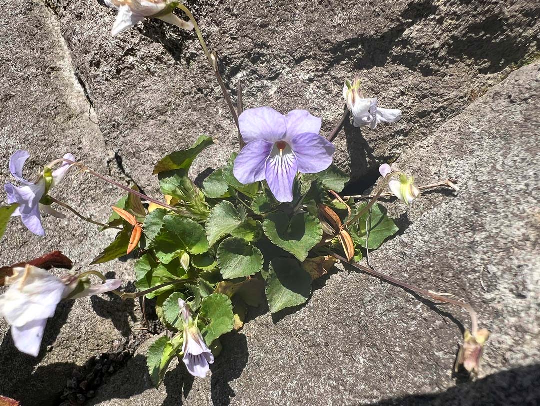 岩の隙間で咲くスミレのなかま。