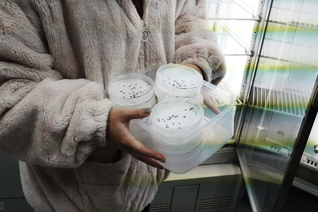 研究室で発芽実験中のエノコログサ。芽が出るのはなかなか難しい。