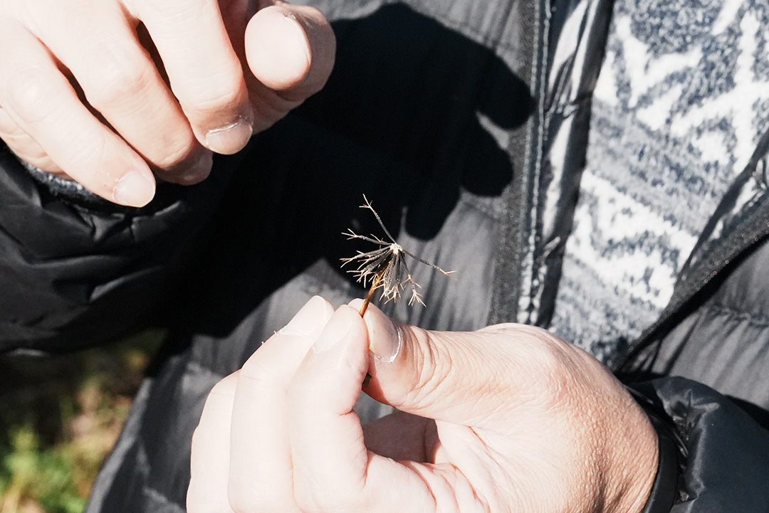 コセンダングサの種。