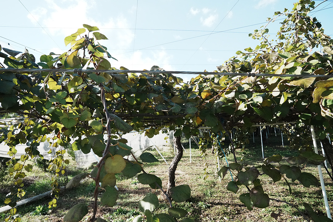 フィールドにあった、キウイの木。