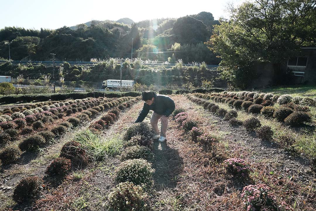 「ざる菊は揺らすとかわいい」と揺らしてくれる稲垣先生。