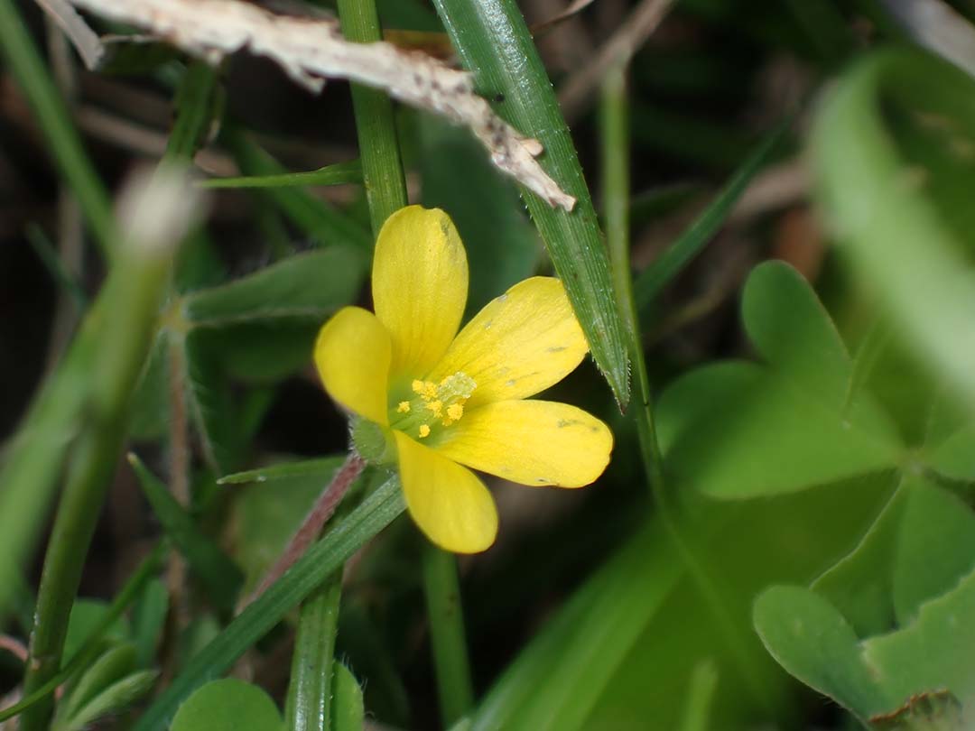 カタバミの花。