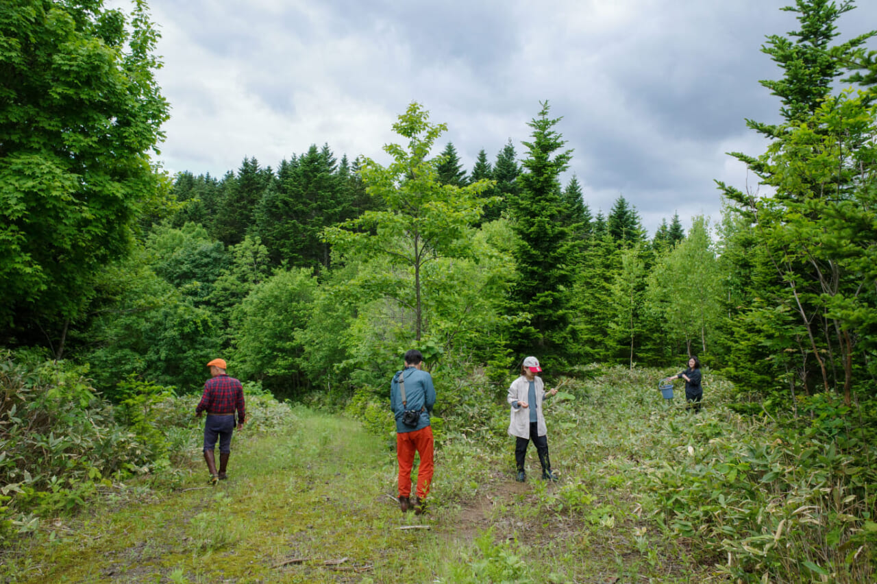▲昼間、順平さんと山のなかへ車を走らせ、わらびとウドを大量に採りました。
撮影｜ほぼ日