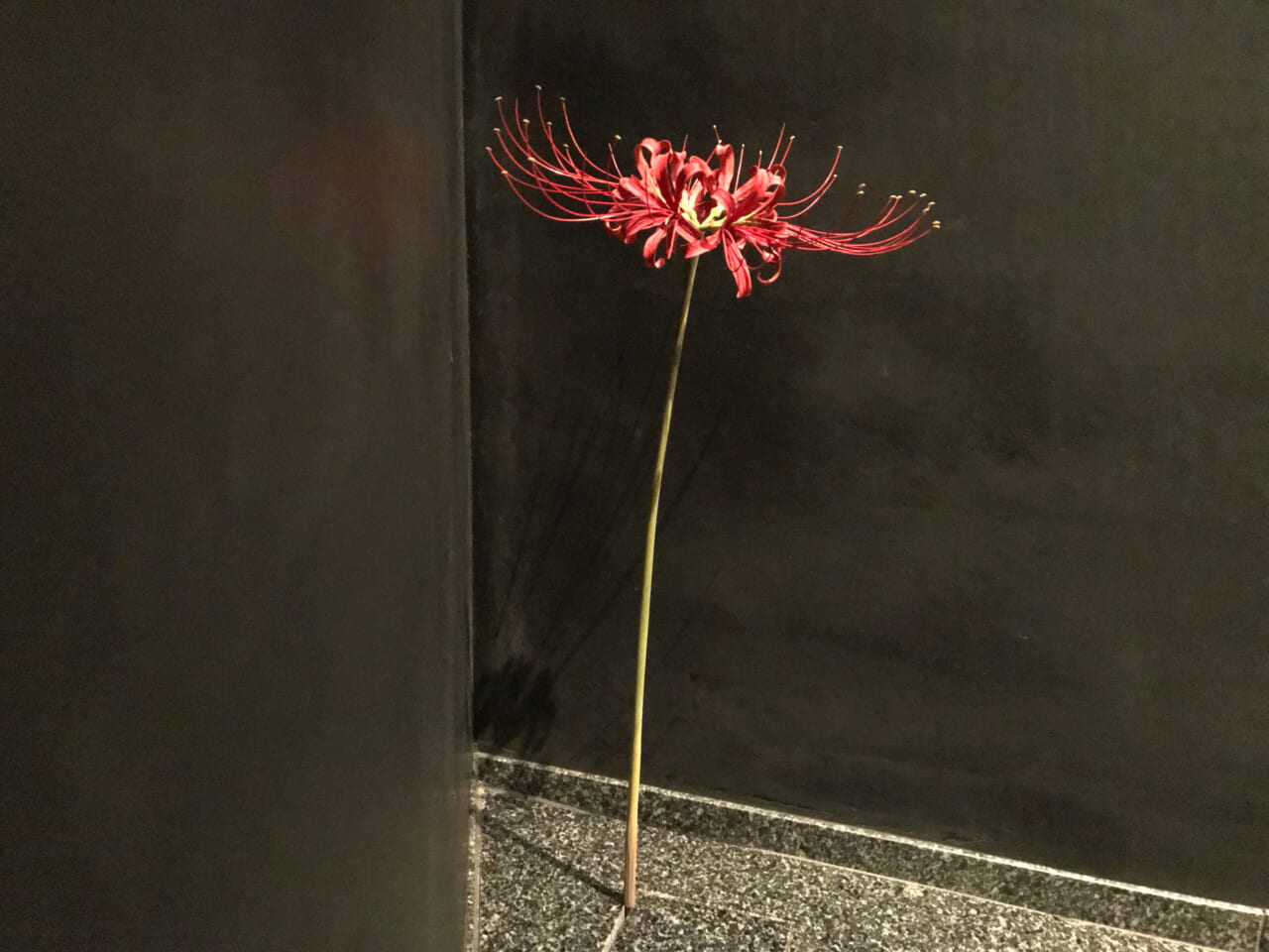 須田悦弘《此レハ飲水二非ズ「曼珠沙華」》2001/2021年 木に彩色 ©Suda Yoshihiro