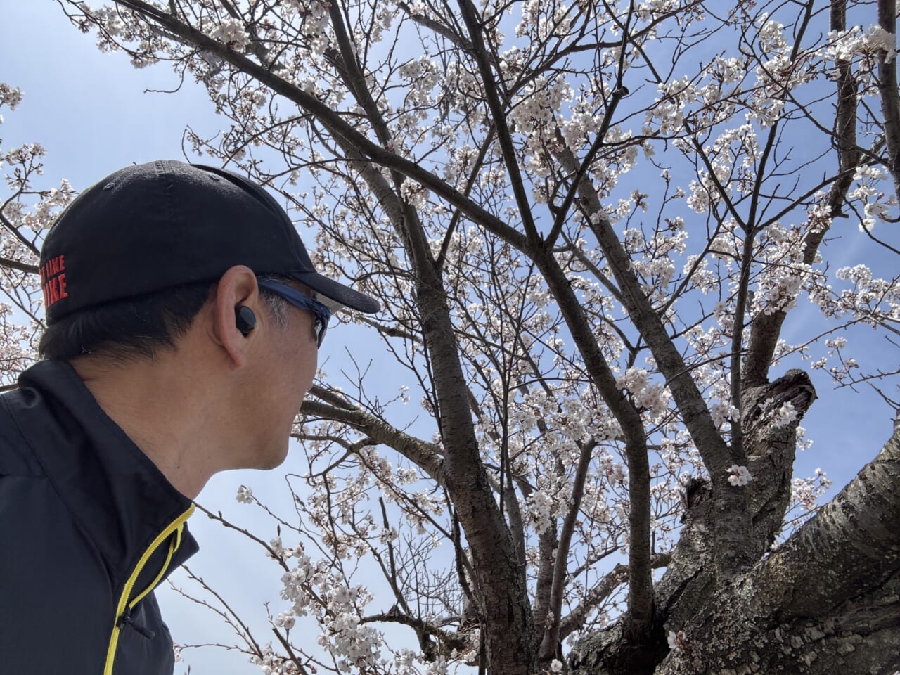 桜なら大丈夫ですよね‥‥