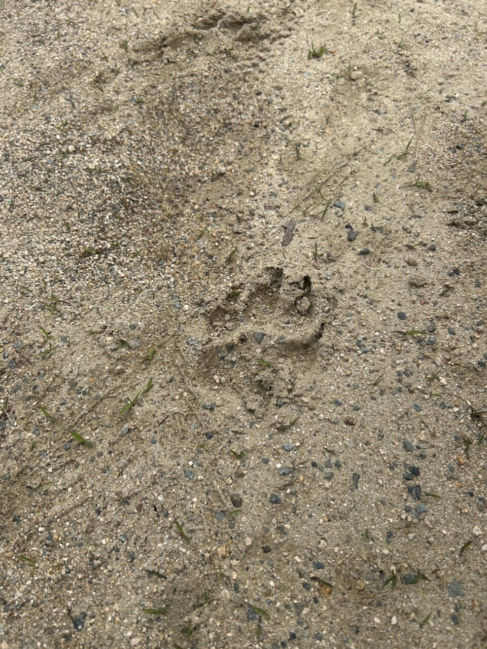 足跡を見つけてますます慎重。即検索(犬でした)