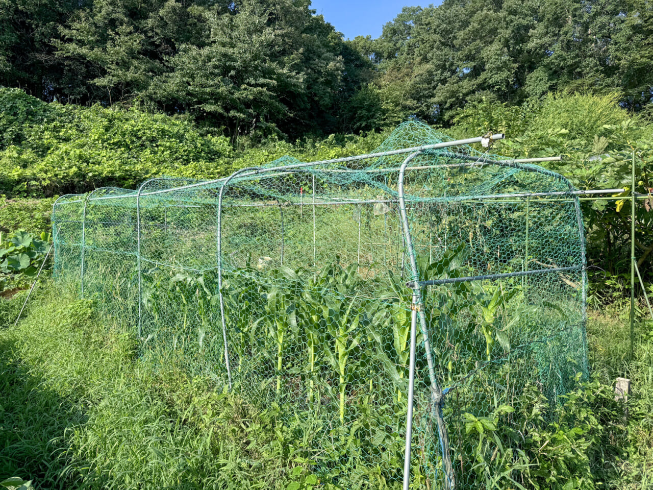 トウモロコシのハクビシン対策。いろいろとやって最後にたどり着いたのが、全部金網で覆うこと。