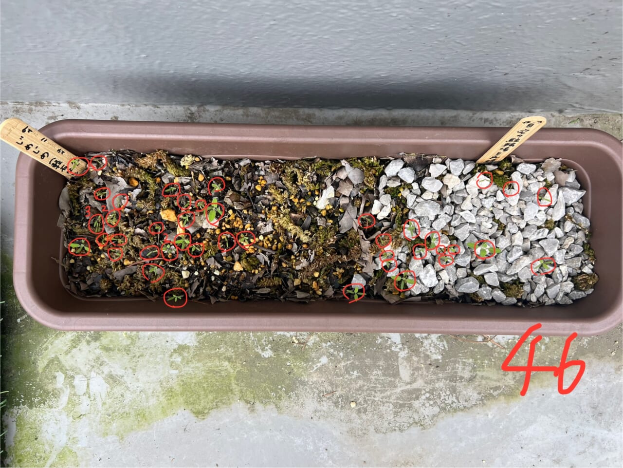 ４月８日：なんと46個も赤ちゃんのような双葉！