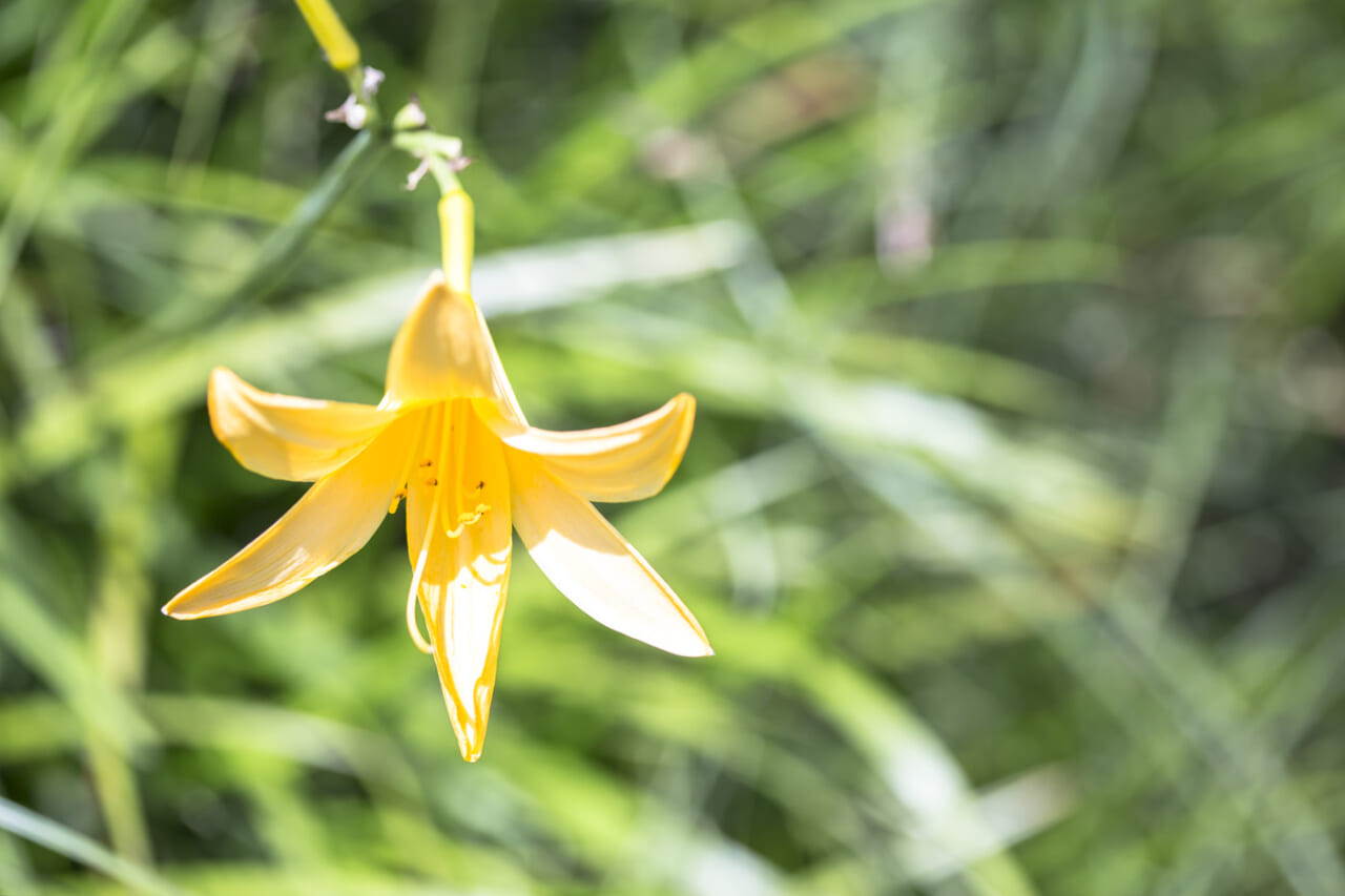 ニッコウキスゲ