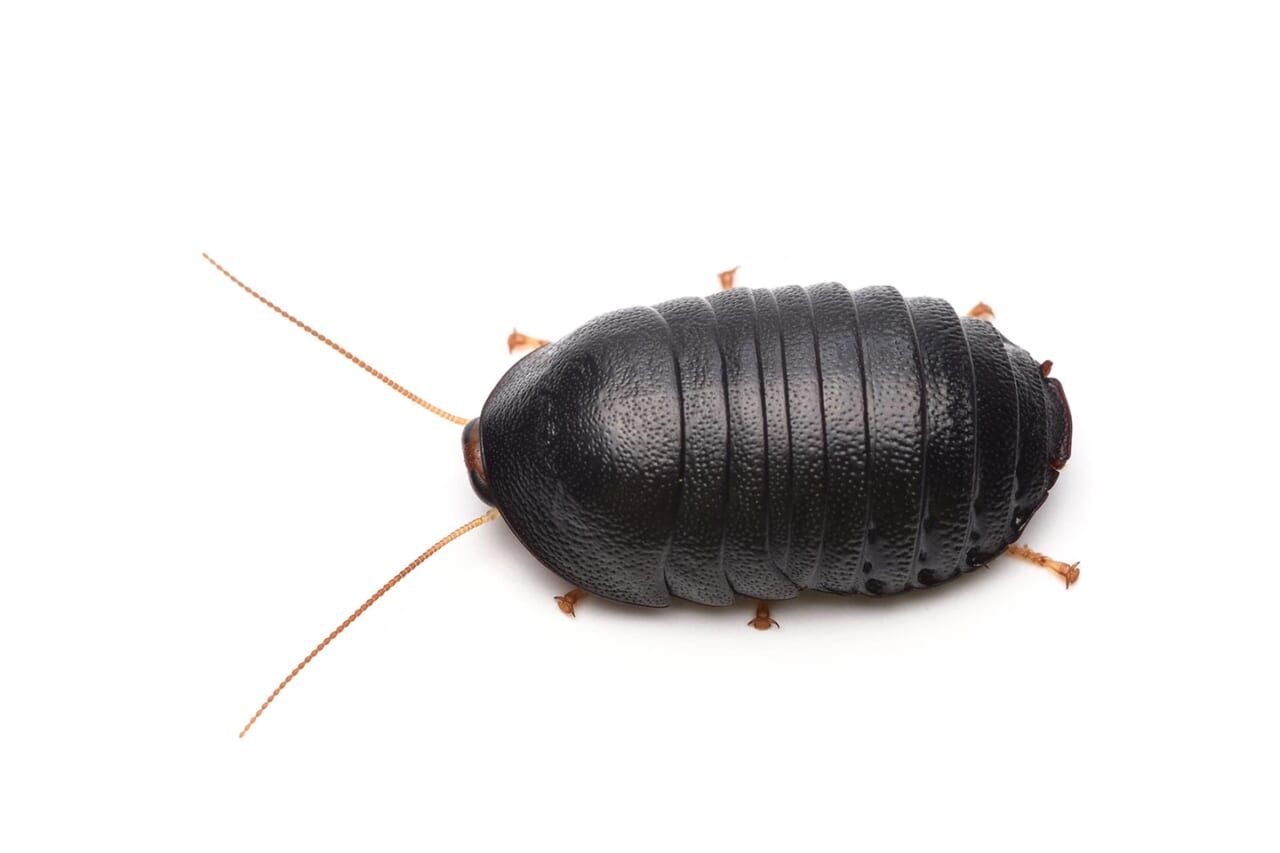 ヒメマルゴキブリ