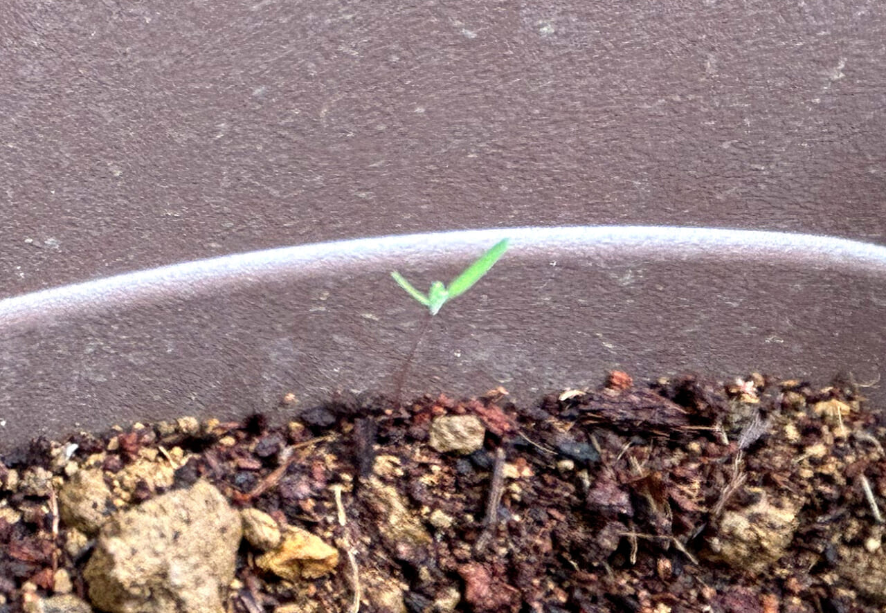 まるで「（出てこれた）ばんざい！」をしているみたい