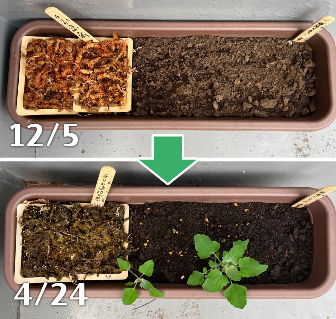 瀬尾さんの雑草プランター