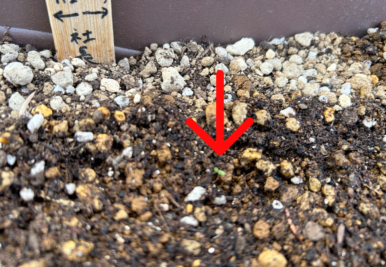 雑草プランターに小さな芽生えが！！