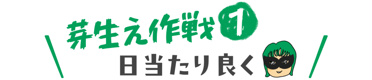 芽生え作戦①　日当たり良く