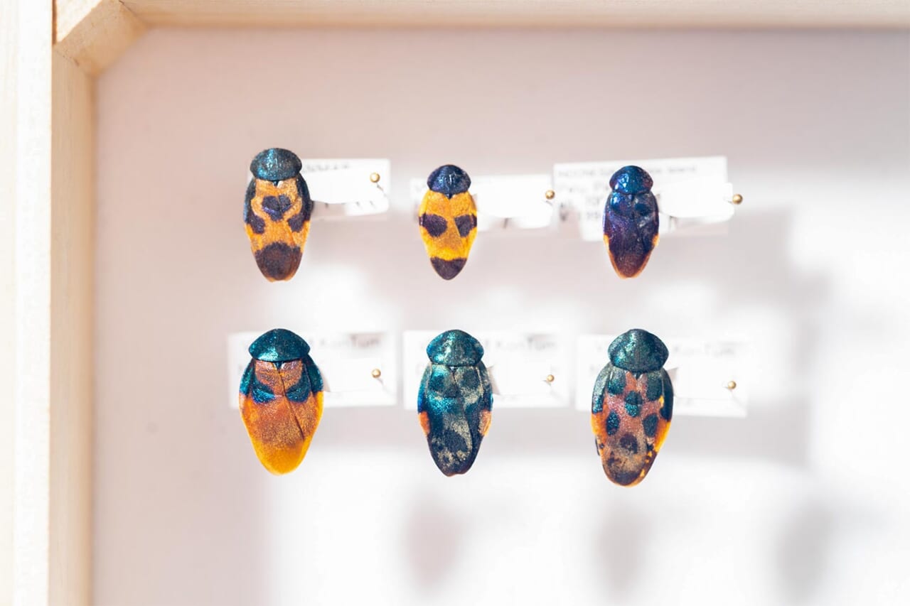 ルリゴキブリの仲間。