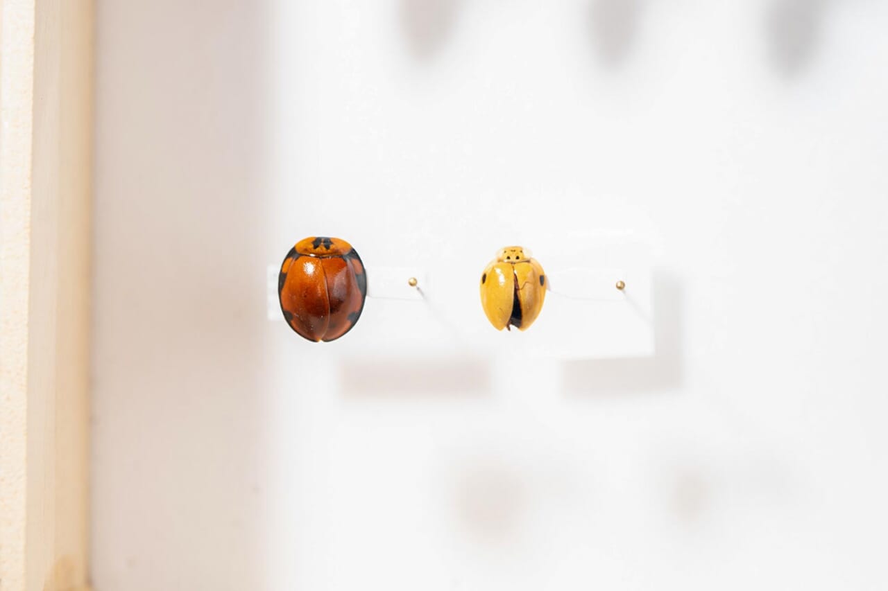 テントウゴキブリ。