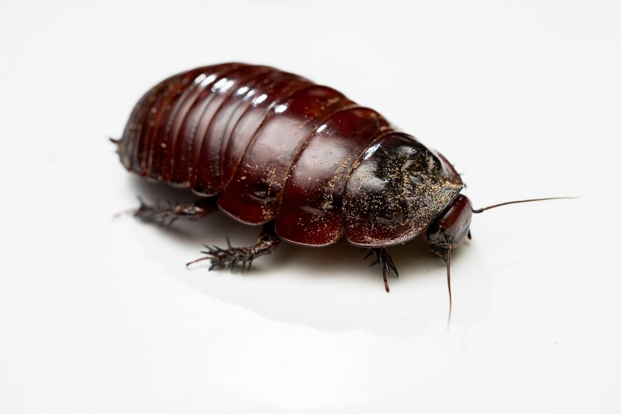 ヨロイモグラゴキブリ