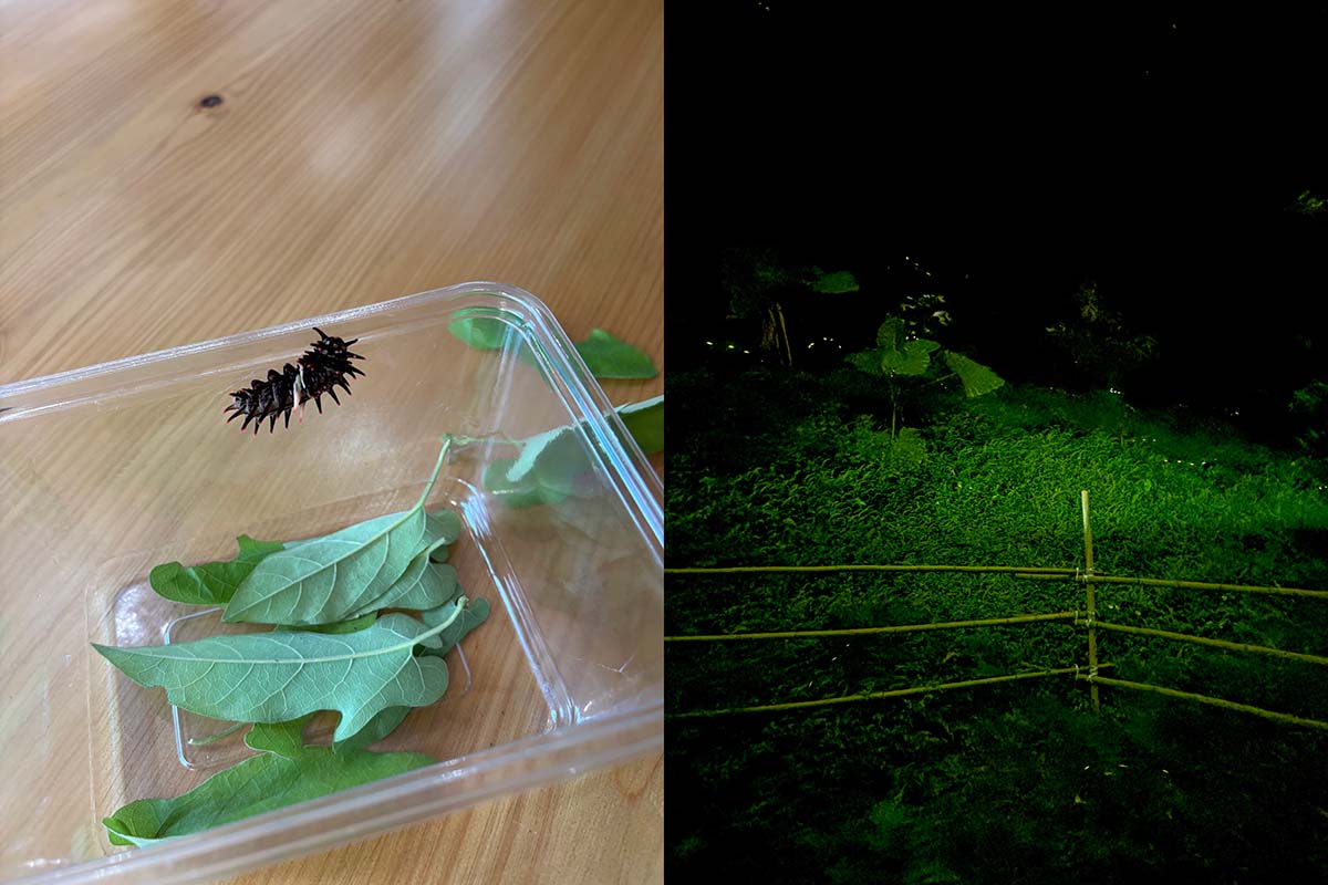 （右）人生でこんなに大量の蛍を見たのは初めて。（左）台湾は蝶々が有名なんですけど、北埔は特にここにしかいない蝶がいると聞く。「或者山旅」に泊まった次の日、スタッフが持ってきてくれたレアモノの幼虫。子供が育てているとか。