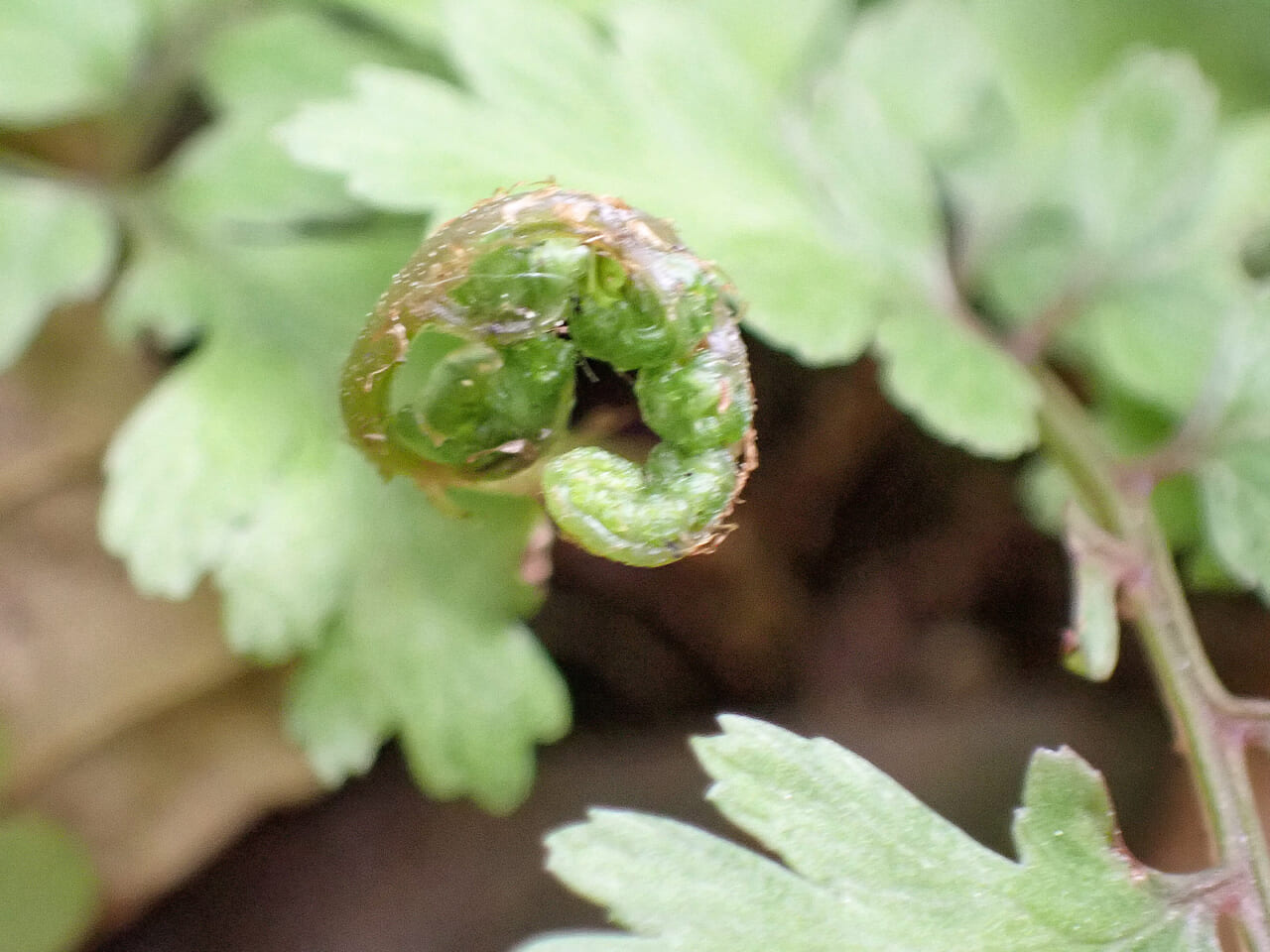 △くるっとした部分には、新しい葉が！
