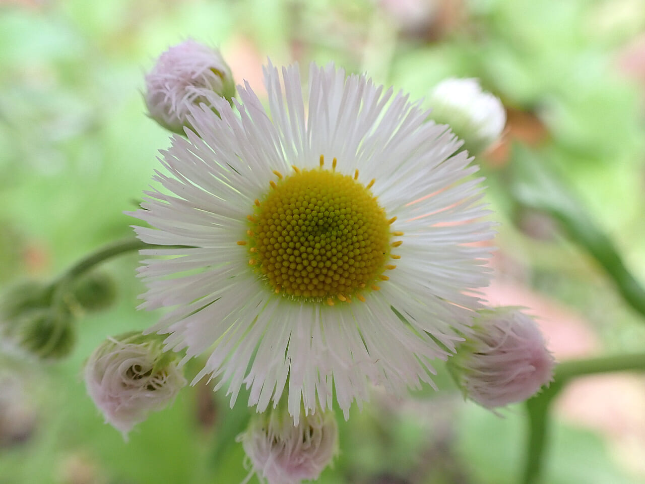 △ハルジオン？ ヒメジョオン？　どちらかわからないけど、かわいい。