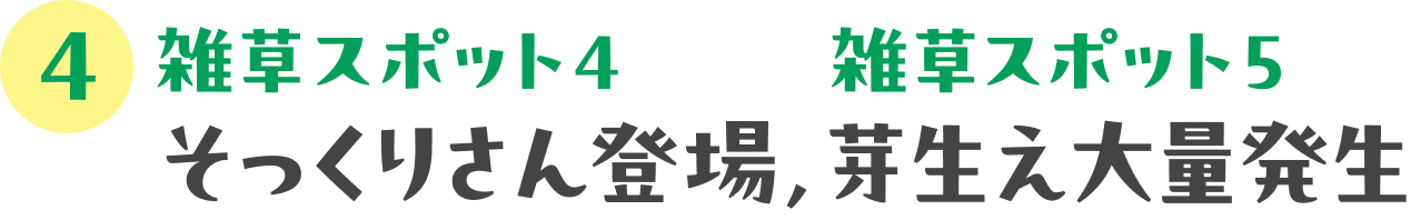 雑草観察ツアーにでかけよう！：04 雑草スポット４　そっくりさん登場／５　芽生え大量発生