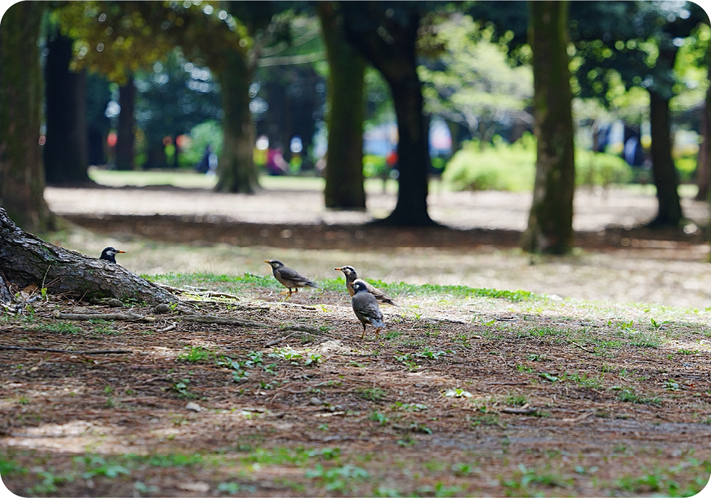  代々木公園には、さまざまな鳥たちが集っています。