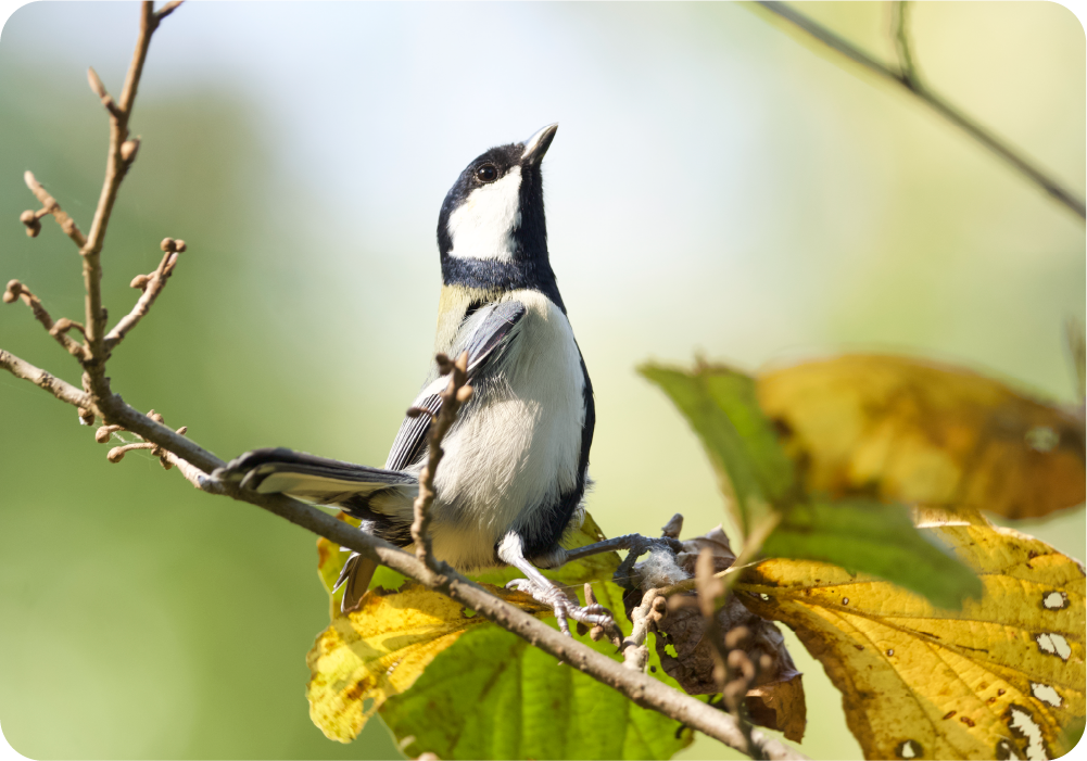 ヒヒヒ（タカだ！）と聞いて空を見上げるシジュウカラ
