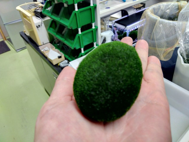 ▲阿寒湖のマリモ（撮影：辻彰洋）