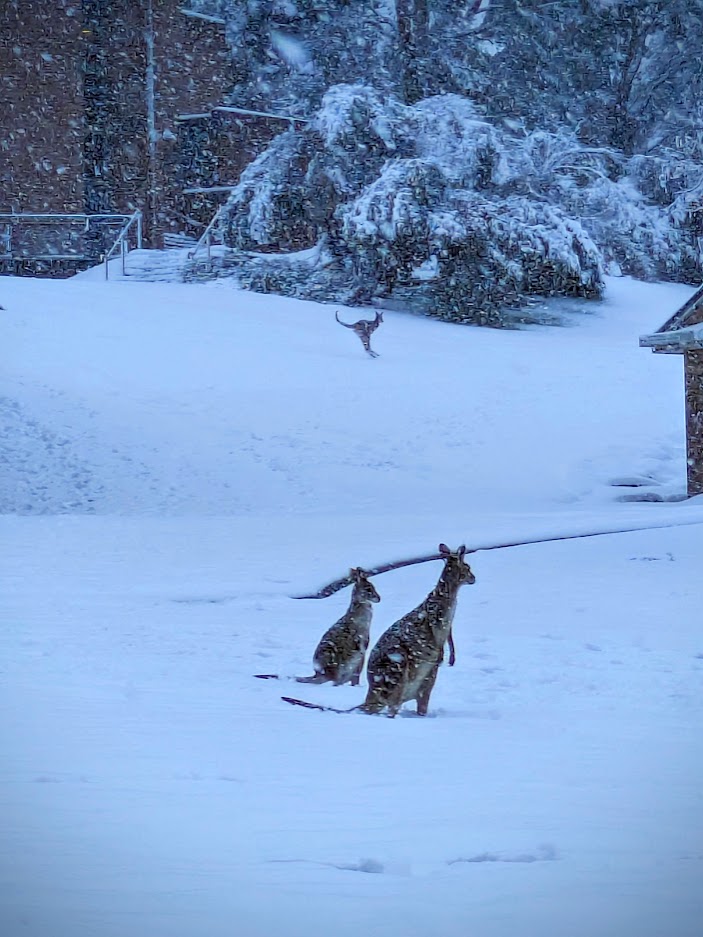 ▲I took this photo today. It almost never snows like this! It was amazing.
