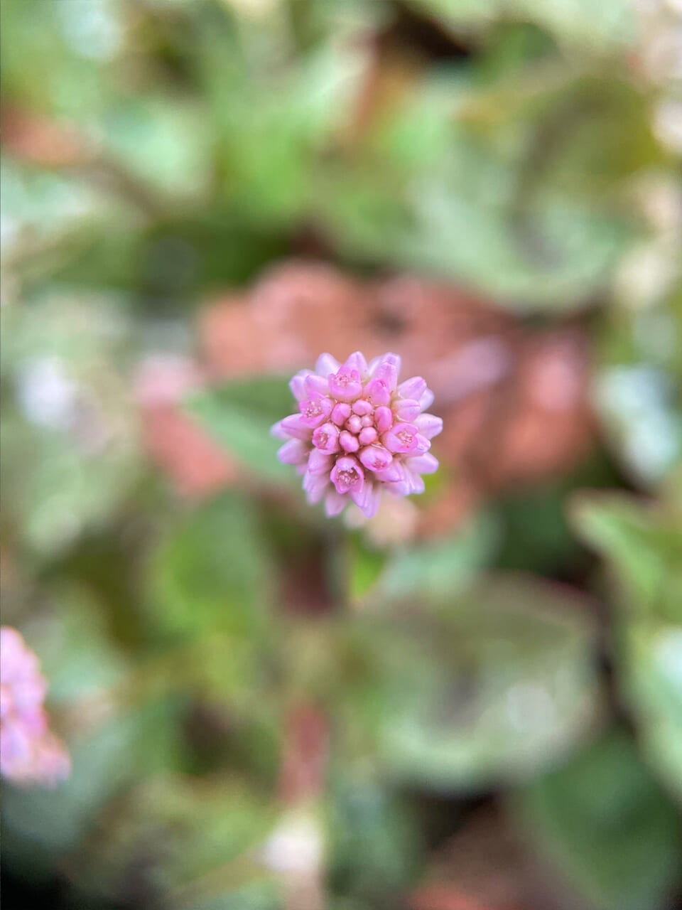 △ヒメツルソバの花が丸くてかわいい。（撮影：かご）